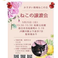 勝川駅そば　ねこの譲渡会