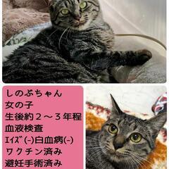 勝川駅そば　ねこの譲渡会 - その他