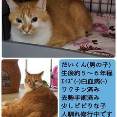 勝川駅そば　ねこの譲渡会 - 春日井市