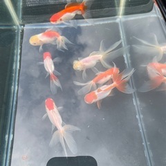 桜ジャンボオランダ