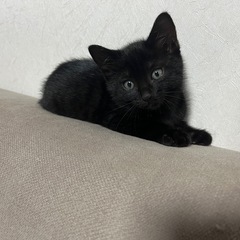 黒猫　生後2ヶ月