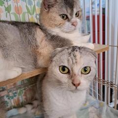 ブリーダー飼育放棄より救出しました