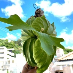 【観葉植物】ビカクシダ　p. リドレイ　 ❶番　コルク付け の画像