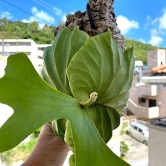 【観葉植物】ビカクシダ　p. リドレイ　 ❶番　コルク付け の画像