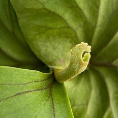 【観葉植物】ビカクシダ　p. リドレイ　 ❶番　コルク付け の画像