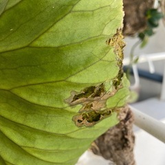 【観葉植物】ビカクシダ　p. リドレイ　 ❶番　コルク付け の画像