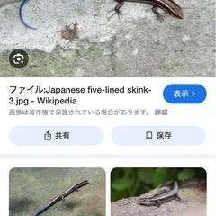 ニホントカゲ