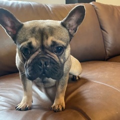 フレンチブルドッグ　女の子　掲載内容必読お願いいたします。 - 犬