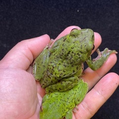 モリアオガエル ペア その①