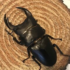 ★無人販売★ クワガタ くわがた ちゅんりーふぁーむ 6/…