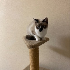 シャムちゃん似の雑種:里親募集