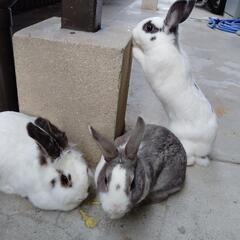 うさぎの里親募集中です(⁎ᴗ͈ˬᴗ͈⁎)画像5枚目の子です(⁎ᴗ...