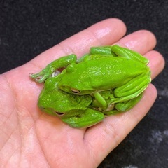 モリアオガエル ペア その②