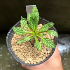 ユーフォルビア　フィッシュボーン　スパンリンギー　観葉植物　塊根...