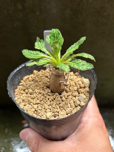 写真更新】特大 アデニア ペリエリ 観葉植物 塊根植物 多肉植物