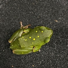 シュレーゲルアオガエル キボシ 
1匹