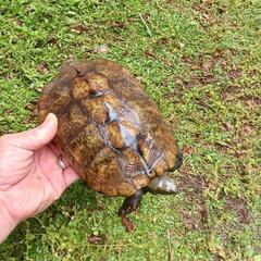 ニホンイシガメ　WC　メス　約18cm − 兵庫県
