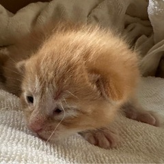 💕超キュートな5きょうだい💕とキジきょうだいと茶トラお母さん猫 − 熊本県