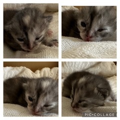 💕超キュートな5きょうだい💕とキジきょうだいと茶トラお母さん猫 - 熊本市