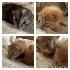 💕超キュートな5きょうだい💕とキジきょうだいと茶トラお母さん猫 - 猫