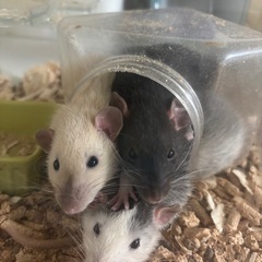 ファンシーラット メス 3匹