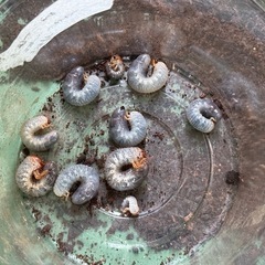 ヘラクレスオオカブト幼虫