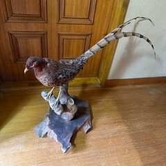 キジ　剥製