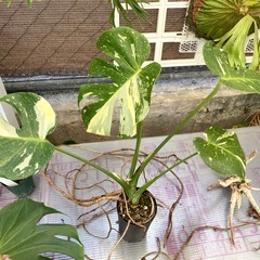  【観葉植物】 モンステラ　タイコンステレーション