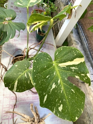 【観葉植物】 モンステラ　タイコンステレーション