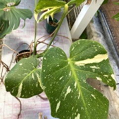  【観葉植物】 モンステラ　タイコンステレーションの画像