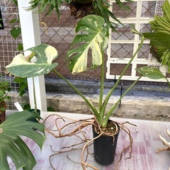  【観葉植物】 モンステラ　タイコンステレーションの画像