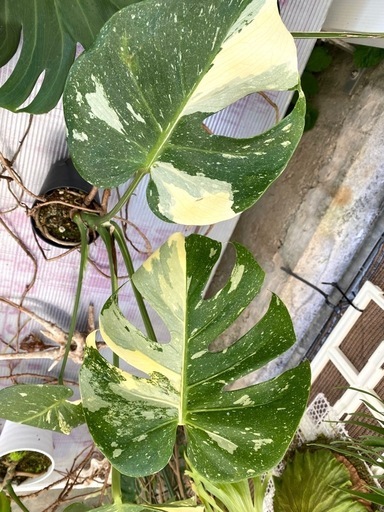 【観葉植物】 モンステラ　タイコンステレーション