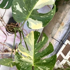  【観葉植物】 モンステラ　タイコンステレーションの画像
