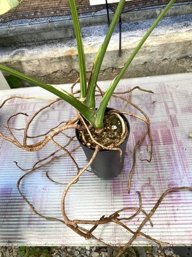 【観葉植物】 モンステラ　タイコンステレーション