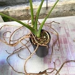  【観葉植物】 モンステラ　タイコンステレーションの画像