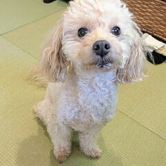 11歳のトイプードル「プースケ」＊遊び好きで元気な男の子、愛情い...