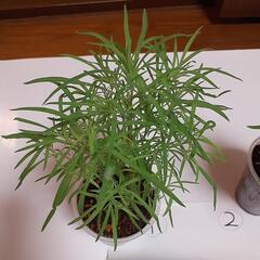 コキアの苗