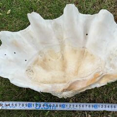 56：大シャコガイ　シャコ貝　約40cmの画像