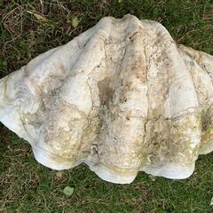 56：大シャコガイ　シャコ貝　約40cmの画像