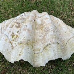 シャコガイ　シャコ貝　約30cm