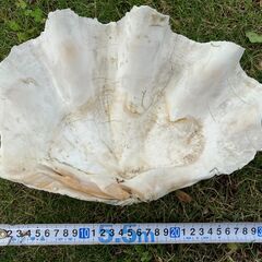 57：★値下しました★シャコガイ　シャコ貝　約30cmの画像