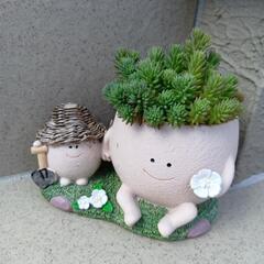 セダム付き　プランター