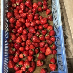 急募 あいか🍓