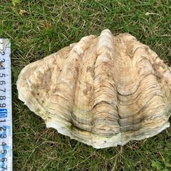 58：★値下しました★シャコガイ　シャコ貝　約25cmの画像