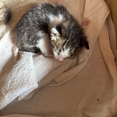 子猫ちゃんと母猫ちゃん