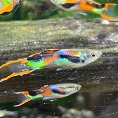 熱帯魚　　エンドラーズグッピー
