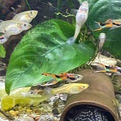 熱帯魚　　エンドラーズグッピーの画像
