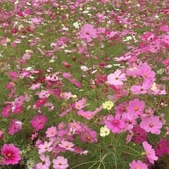 5/29(木)平日昼間にカラオケオフ会🍀大阪