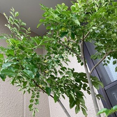 植木　シマトネリコ　鉢付きの画像