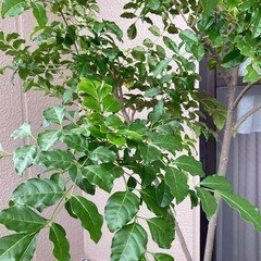 植木　シマトネリコ　鉢付きの画像